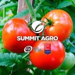 summitagromx 프로필 사진