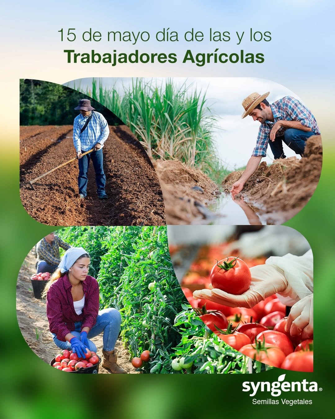 syngentasemillasvegetalesmx 게시물 이미지: 👨‍🌾 En Syngenta Semillas Vegetales reconocemos...