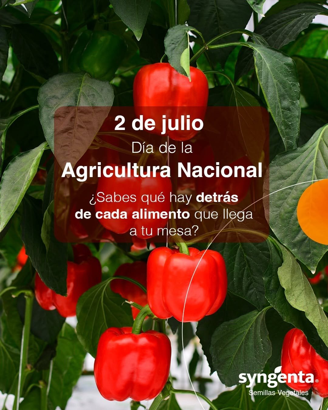 syngentasemillasvegetalesmx 게시물 이미지: 🌱 Día de la Agricultura Nacional. Celebramos a...