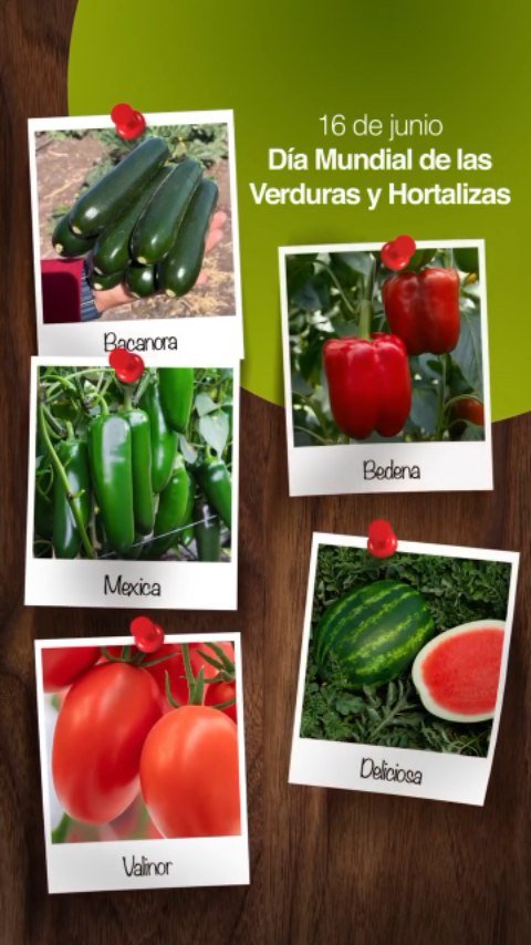 syngentasemillasvegetalesmx 게시물 이미지: 16 de junio – Día Mundial de las Verduras y...