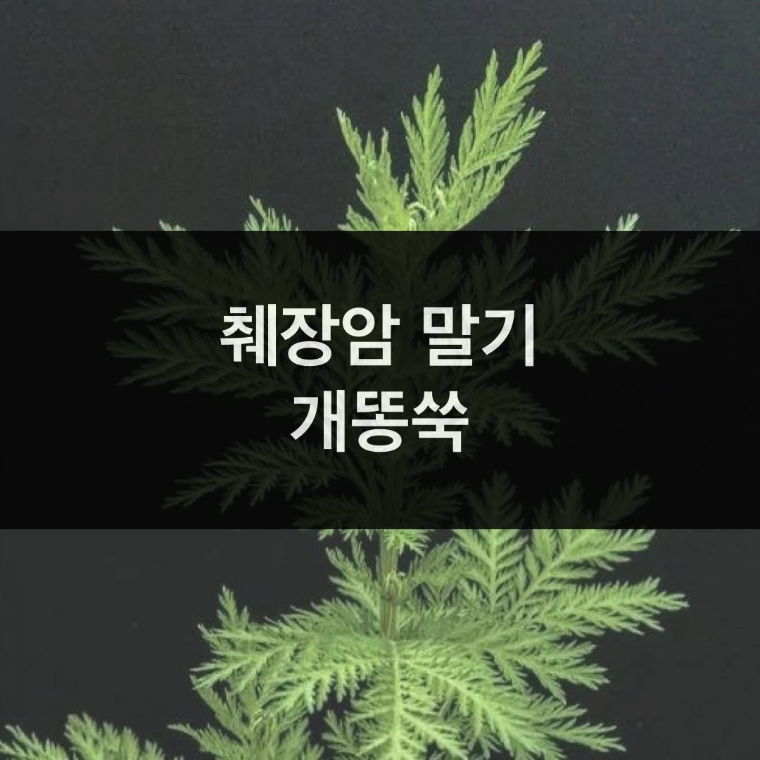 taebee333 게시물 이미지: 💡 췌장암 말기 개똥쑥 후기

“개똥쑥즙 하루 한포 먹고 황달이 많이...