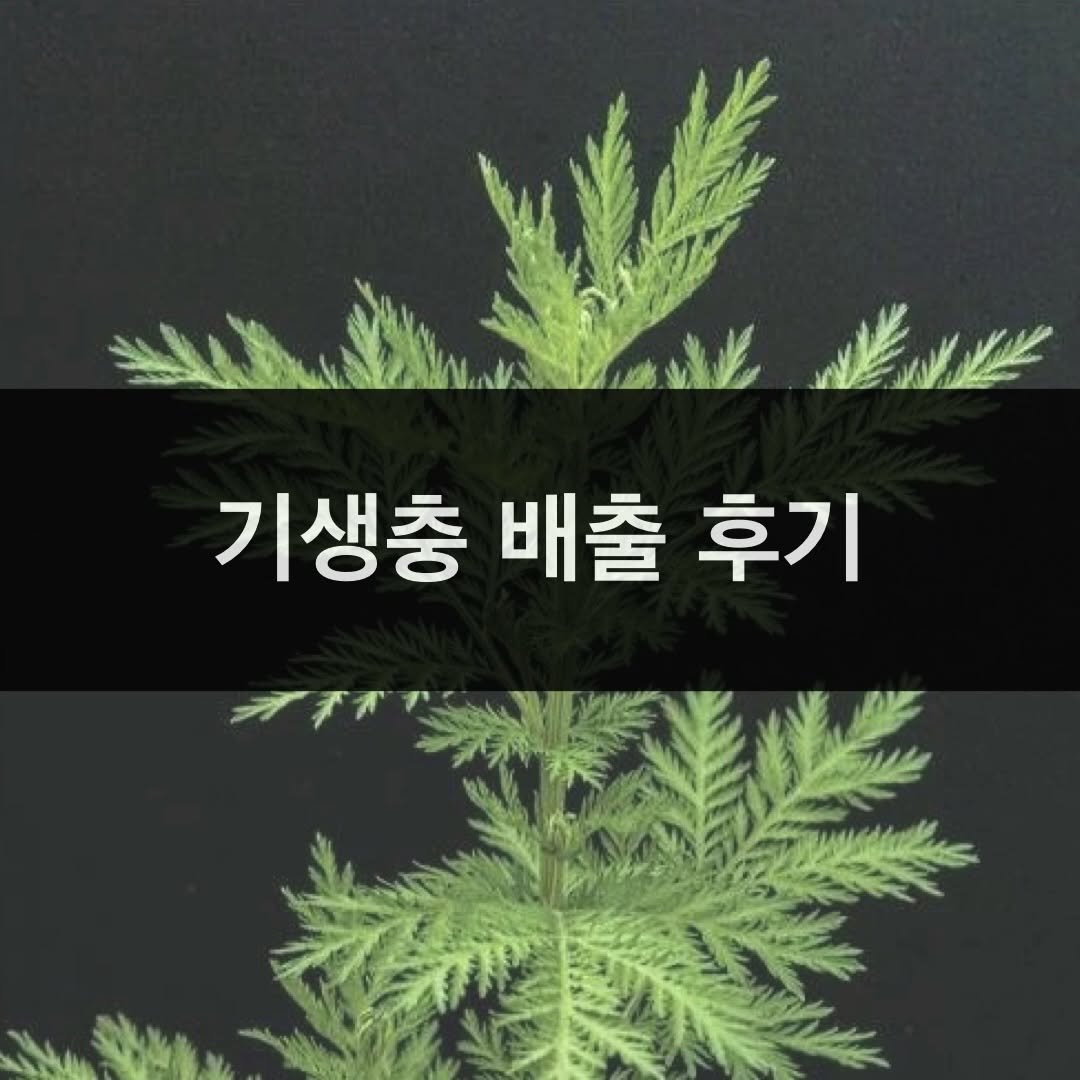 taebee333 게시물 이미지: 💡 기생충 배출 후기

🪱 구충제 먹을때는 안나왔던 기생충이
🍀 개똥쑥 먹고 엄청...