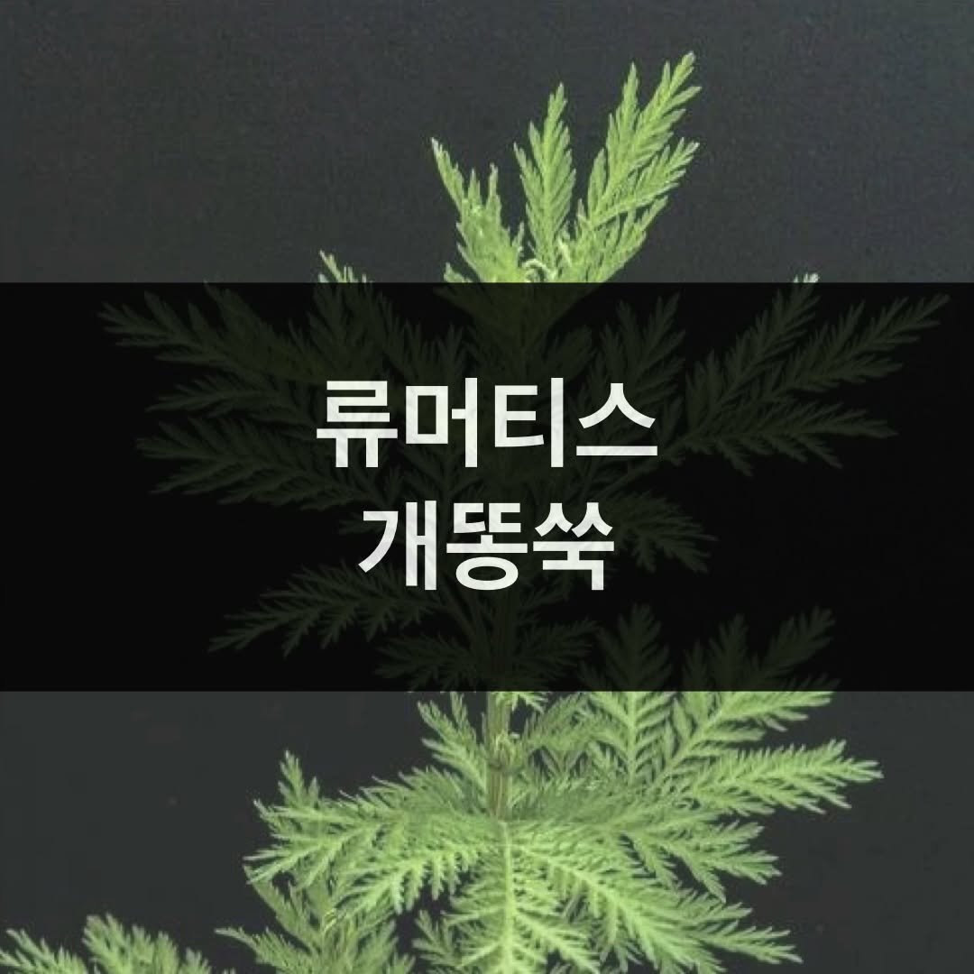 taebee333 게시물 이미지: 💡 류머티스 개똥쑥 후기와 연구 

⭐️ “개똥쑥 먹고 류머티스 수치가 50에서...
