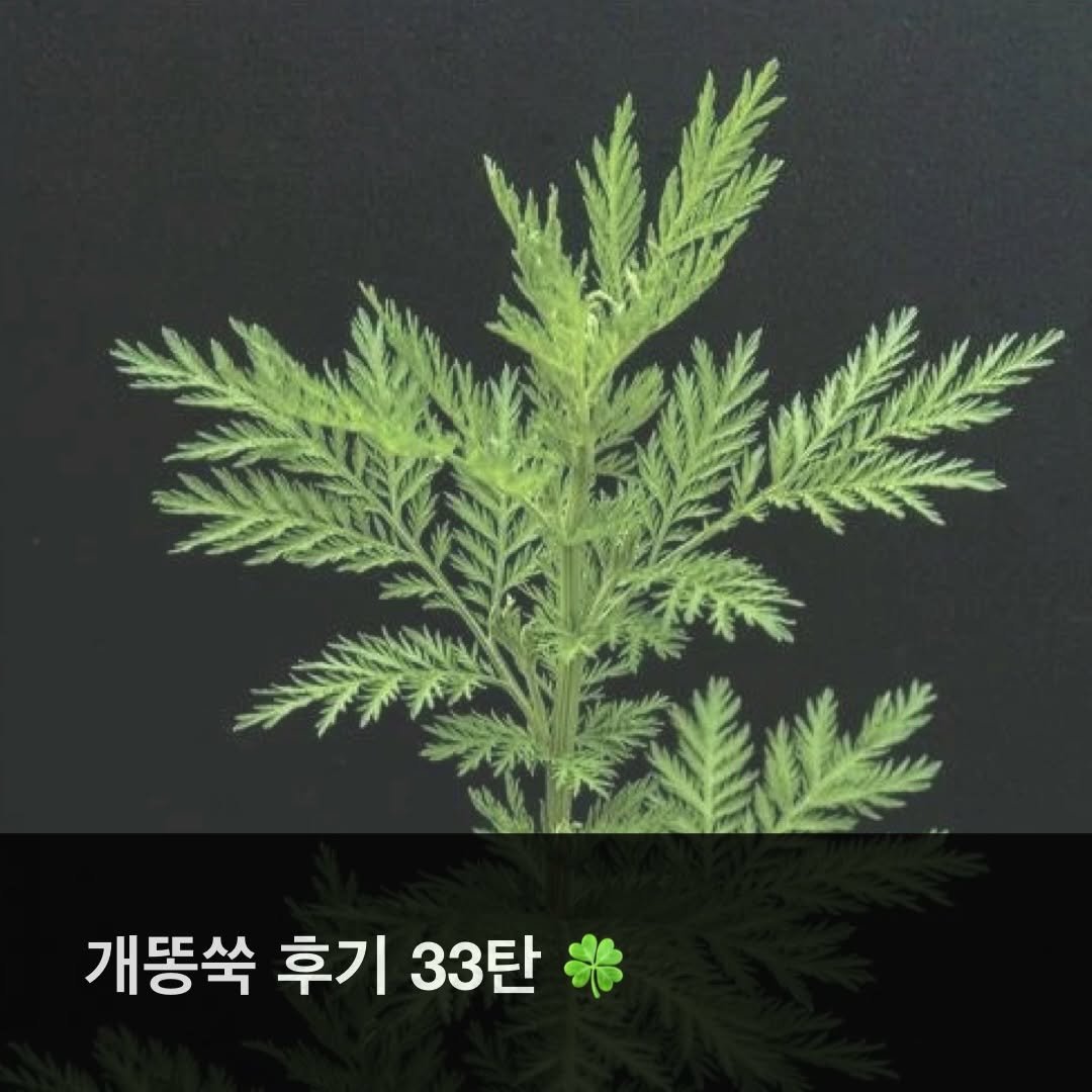 taebee333 게시물 이미지: 💡 개똥쑥 먹고 얼굴 피부가 달라졌어요

이분이 드신 개똥쑥이 궁금한 분은
👉제...