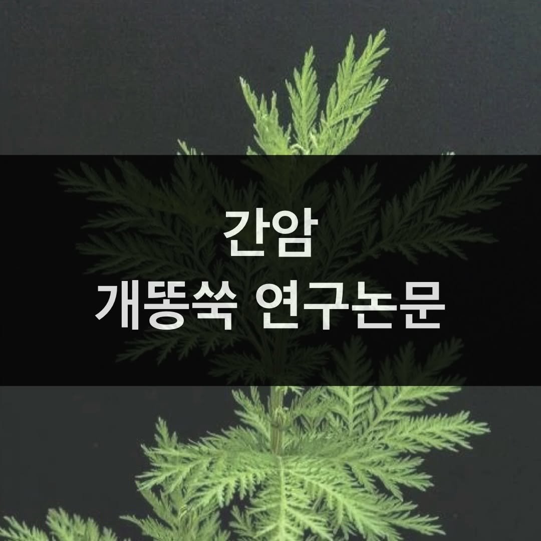 taebee333 게시물 이미지: 🍀 간암 개똥쑥 해외 연구논문

 
📕 개똥쑥의 간세포암 항암 효과는 EGFR,...