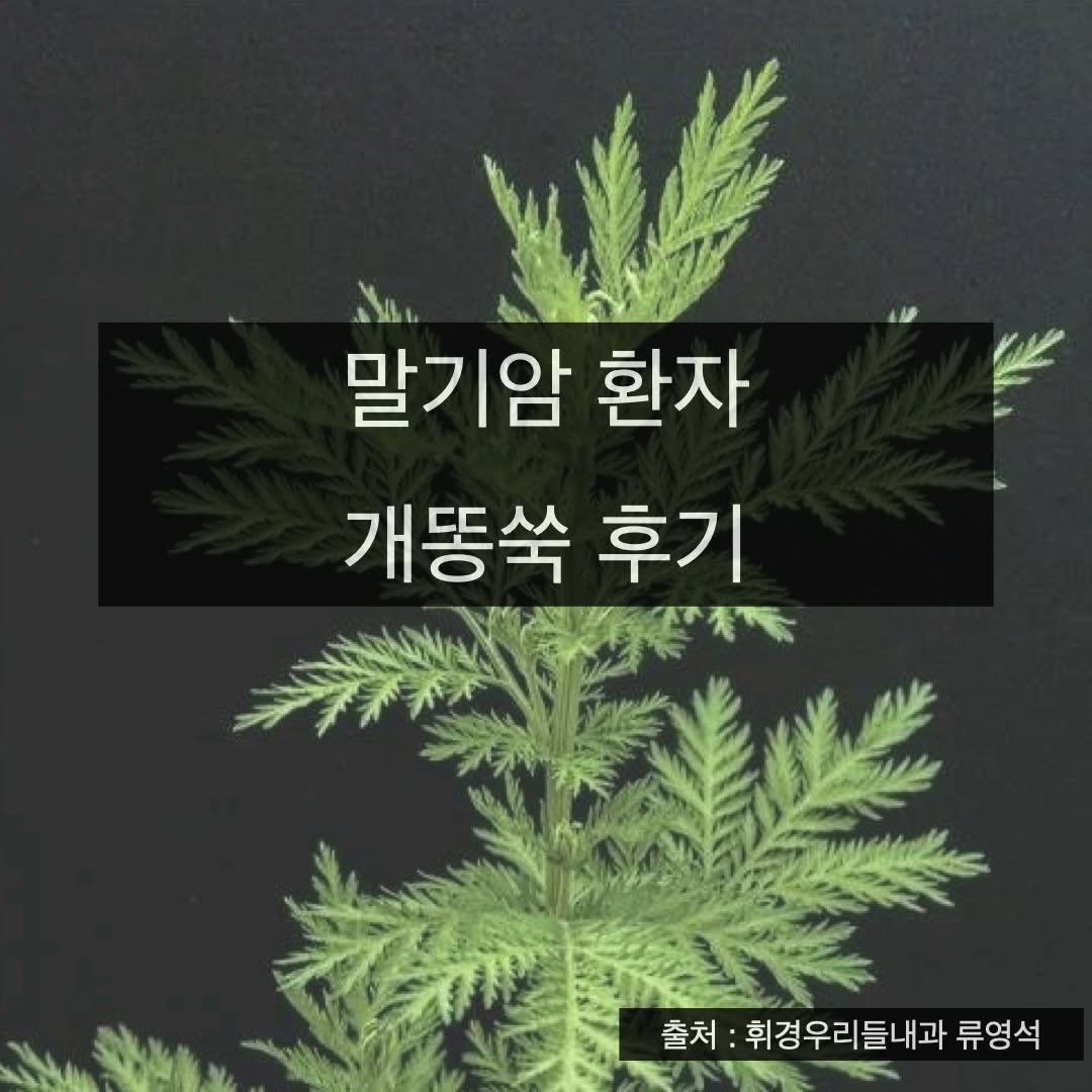 taebee333 게시물 이미지: 유방암 말기 개똥쑥 이야기

출처 : 휘경우리들내과 류영석

🍀 개똥쑥 복용...