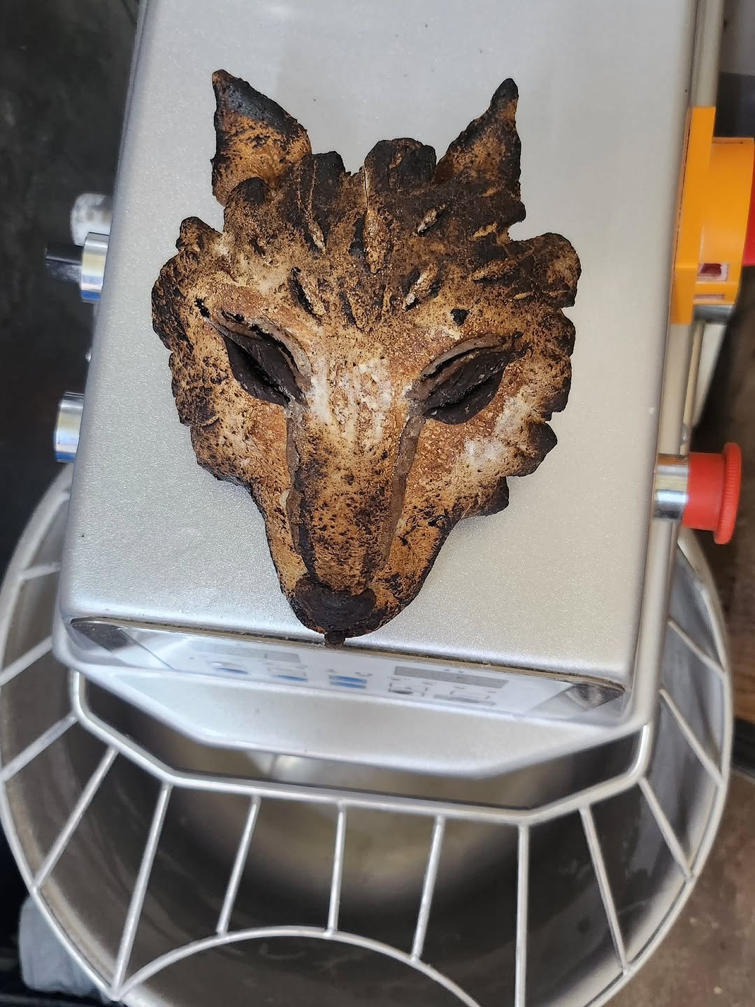 Photo by 빵굽는남자 on April 19, 2026. May be an image of fox and text.