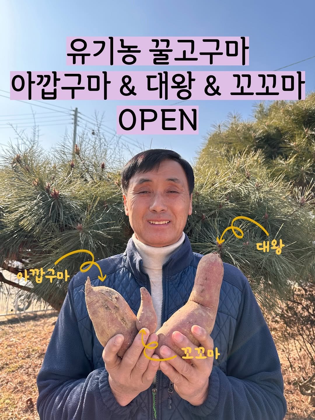 Photo by 태이네외갓집의 유기농꿀고구마•유기농채소 on February 02, 2026. May be an image of pie and text that says '유기농 꿀고구마 아깝구마 아깝 & 대왕 & 꼬꼬마 OPEN 있깝구마 구마 대왕 꼬꼬마'.