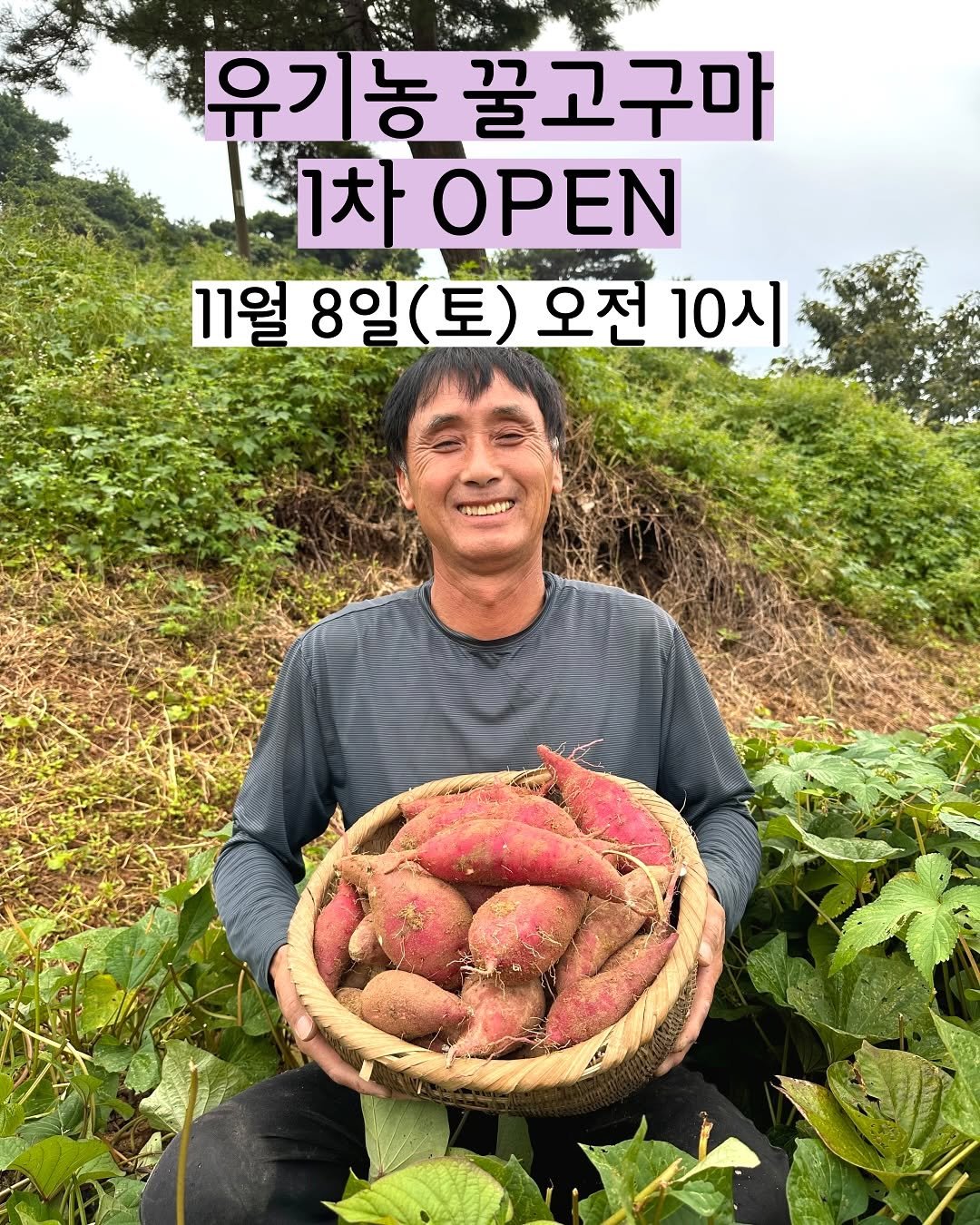 Photo by 태이네외갓집의 유기농꿀고구마•유기농채소 on November 07, 2025. May be an image of vegetable and text that says '유기농 유ㄱ 농 꿀고구마 1차OPEN 1차 ΟΡΕΝ 11월 8일 8일(토) 11월8일(토)오전 (토) 오전 10시'.