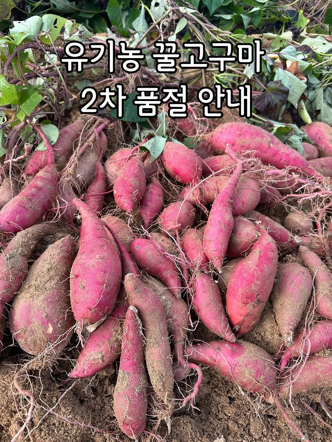 Photo by 태이네외갓집의 유기농꿀고구마•유기농채소 on November 14, 2025. May be an image of vegetable and text that says '유기농꿀고구마 유기농 꿀고구마 2차 품절 품절안 2차품절안내 안내'.