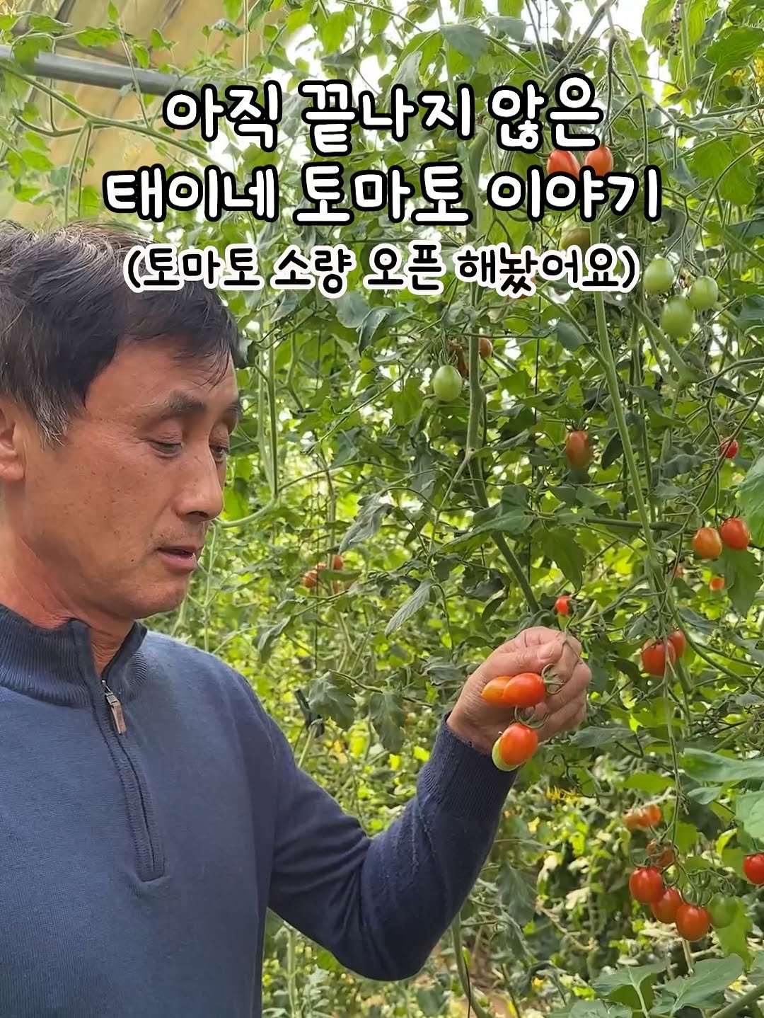 Photo by 태이네외갓집의 유기농꿀고구마•유기농채소 on November 16, 2025. May be an image of vegetable and text that says '아직 끝나지않 않은 태이네 토마토 이야기 (토마토 소량 오픈 해놨어요)'.