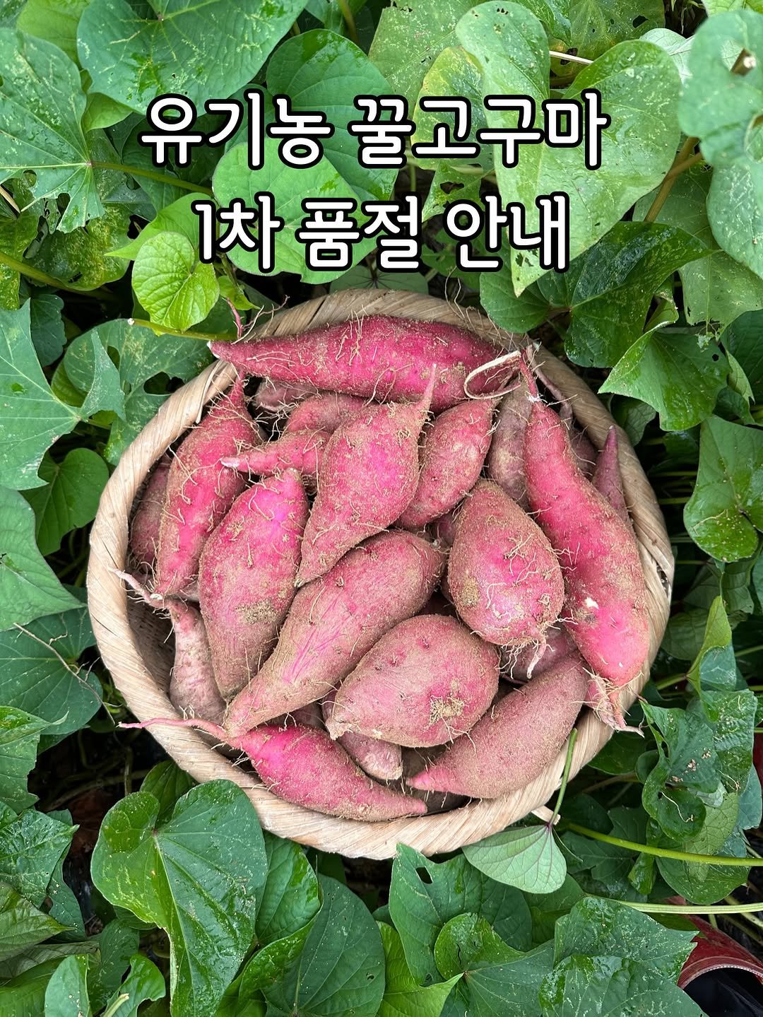 Photo by 태이네외갓집의 유기농꿀고구마•유기농채소 on November 07, 2025. May be an image of vegetable and text that says '유기농꿀고구마 유기농 꿀고구마 차품절안 품절 안내'.