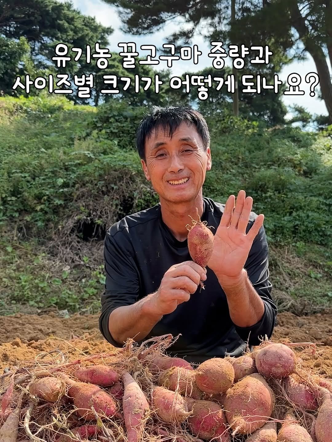 Photo by 태이네외갓집의 유기농꿀고구마•유기농채소 on November 07, 2025. May be an image of ‎radish and ‎text that says '‎유기농 꿀고구마 중량과 사이즈별 크기가 어떻게 되나요? الیاه‎'‎‎.