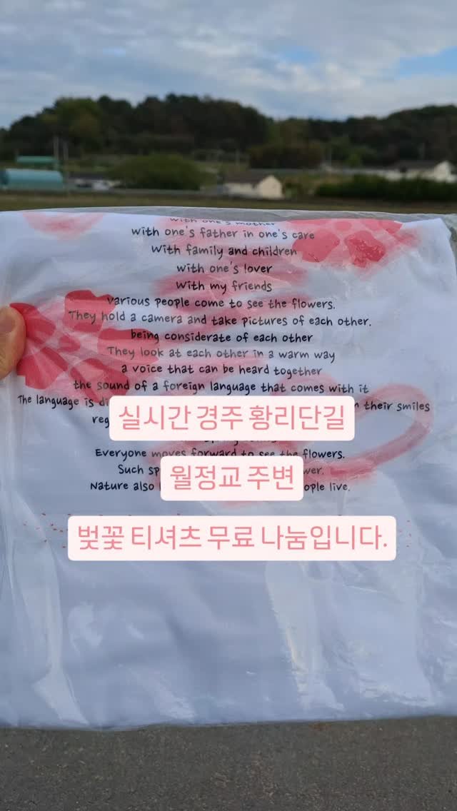 taerori 게시물 이미지: 오늘 저녁6시 경주 황리단길 월정교 주변 샘플 티셔츠 무료 나눔입니다.
분홍색...