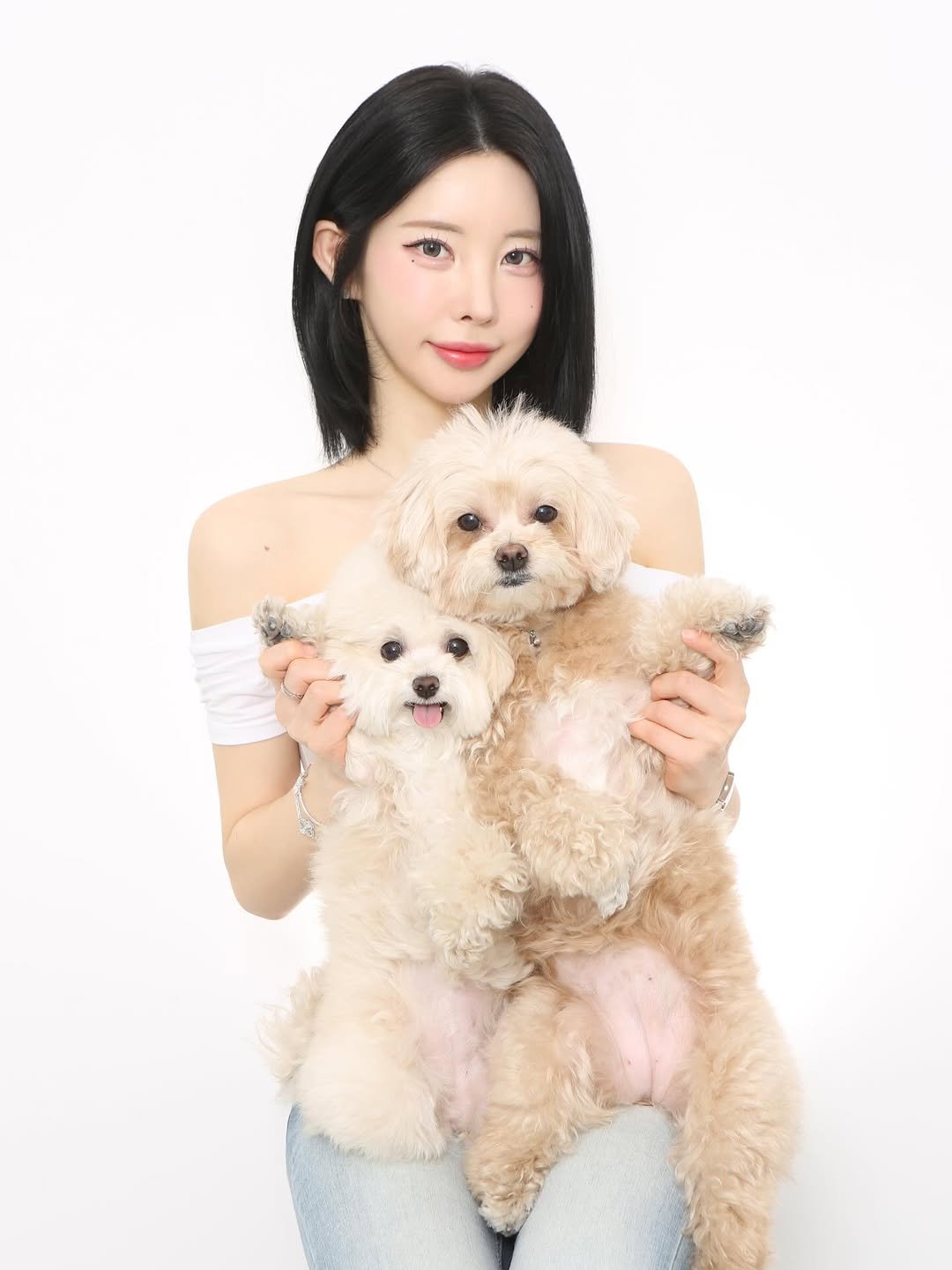 Photo by 김우유 on February 26, 2026. May be an image of Maltese, Pekinese and text.