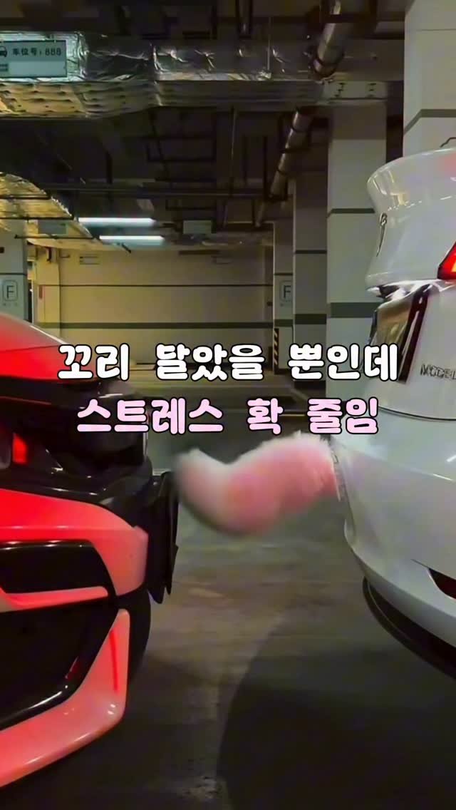 tam_tems 게시물 이미지: 처음엔 귀여워서 달았는데 생각보다 만족도가 더 높았어요🤣

운전하다 보면 뒤에서...