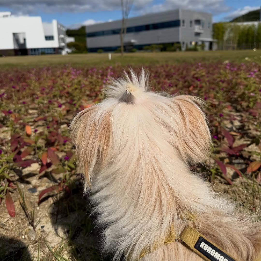 Photo by 타라나요가 on October 23, 2025. May be an image of Norwich terrier, Pekinese, globe amaranth and text.