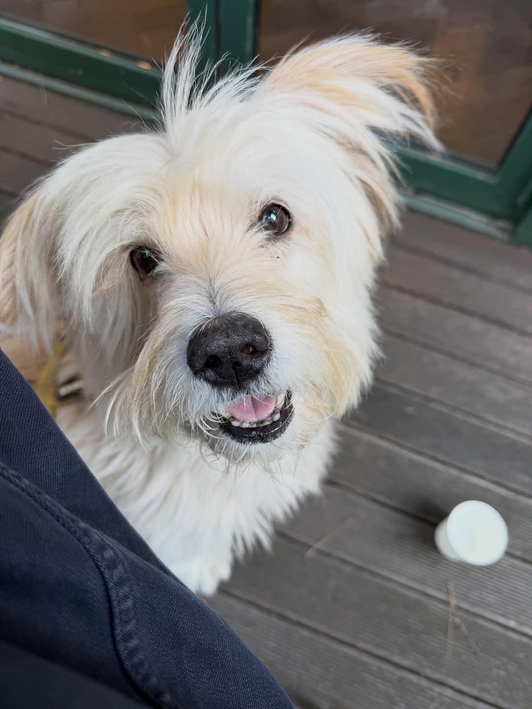 Photo by 타라나요가 on November 16, 2025. May be an image of Norwich terrier, collie, Maltese and text.