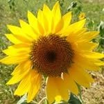 tarosea 인스타그램 프로필 사진