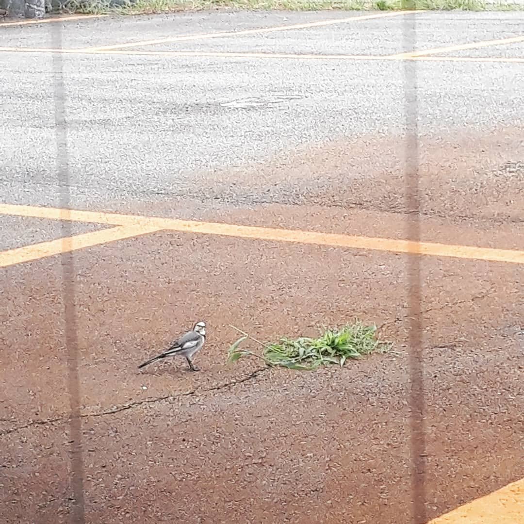 tarosea 게시물 이미지: #職場の駐車場でパシャリ
#何て鳥？
#何故かほっこり
#目が合った（笑）