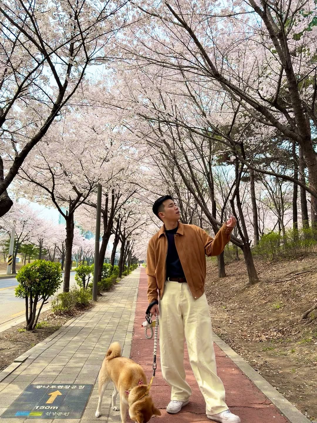 Photo by TATSUKI on April 03, 2026. May be an image of Norwich terrier, stone-fruit tree, outdoors and text.