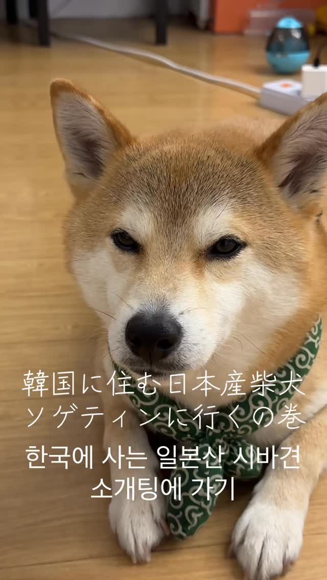 tatsuki_kippe 게시물 이미지: 한국에 사는 일본산 시바견 소개팅...
