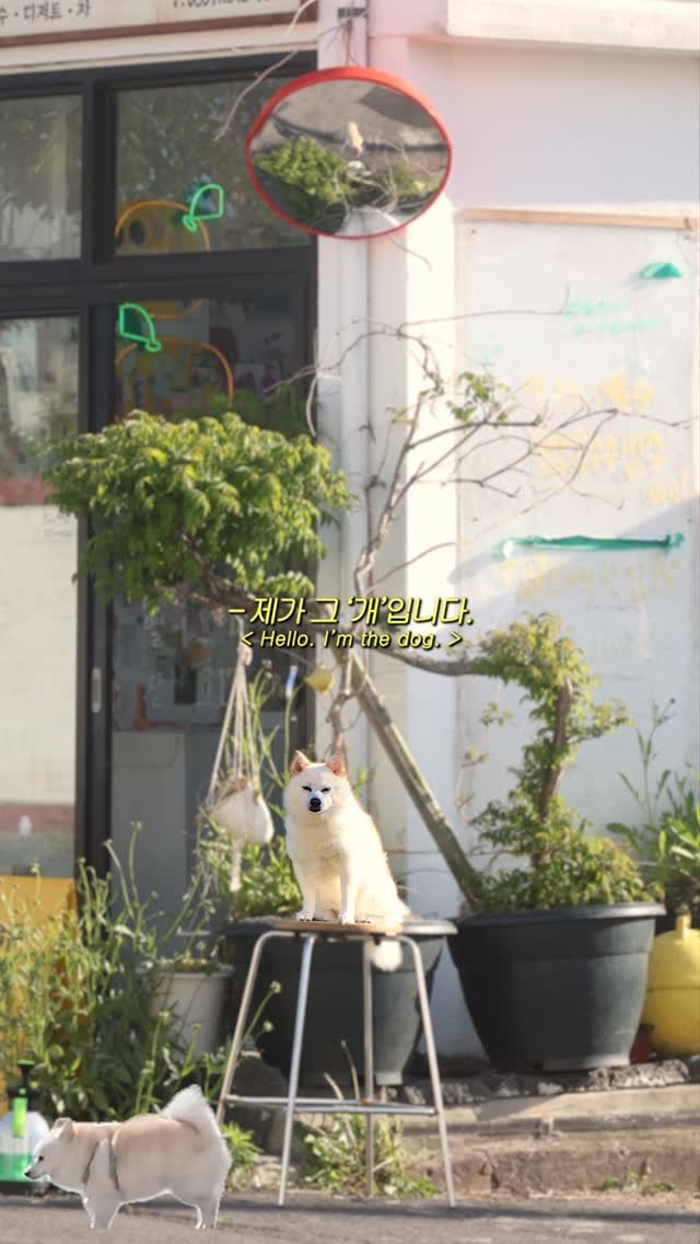 tea_maker_lj 게시물 이미지: 이쯤되면 술은 변신의 묘약이 아닐까

요새 고양이 놈이
이해가 안되는데

술마시고...
