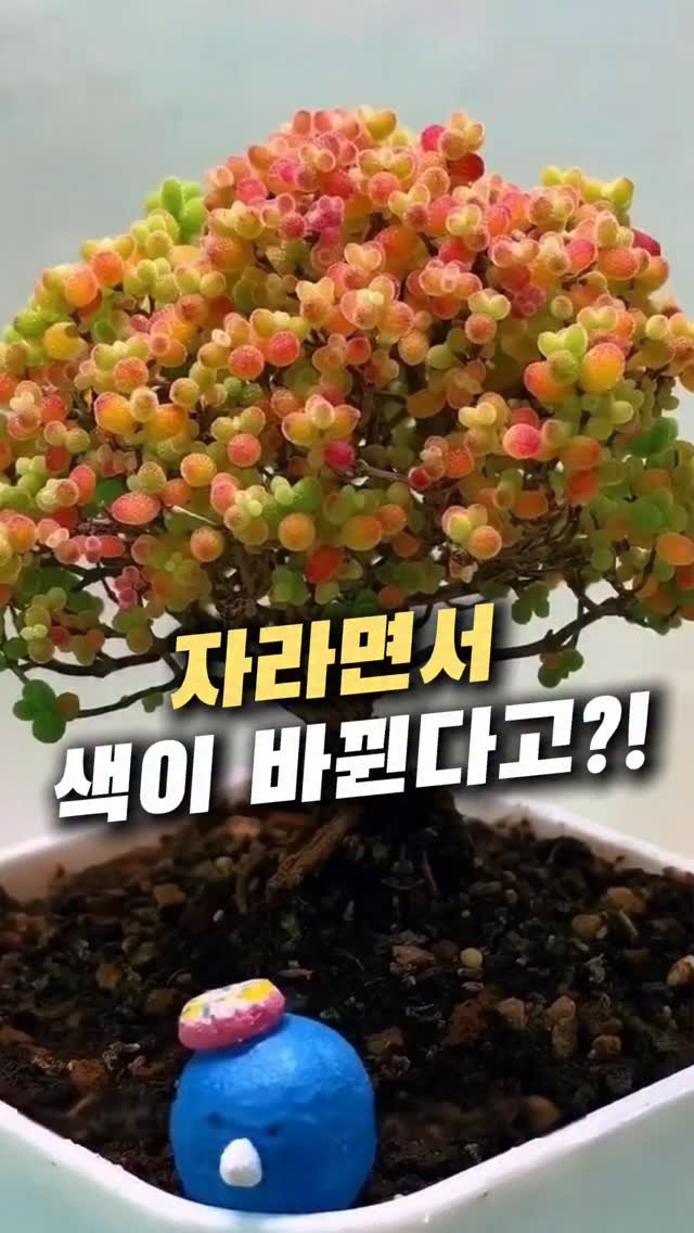 tem.doctor 게시물 이미지: 최근에 집들이 갔다가 이거 보고 완전 반했어요 
잎에 하얀 알갱이가 붙어있어서 빛을...