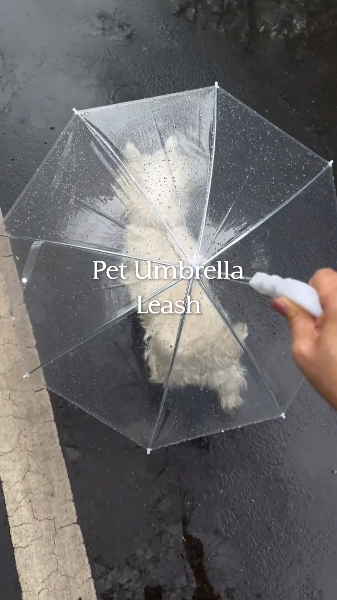 temu 게시물 이미지: Keep your dog dry on rainy walks with this fun...