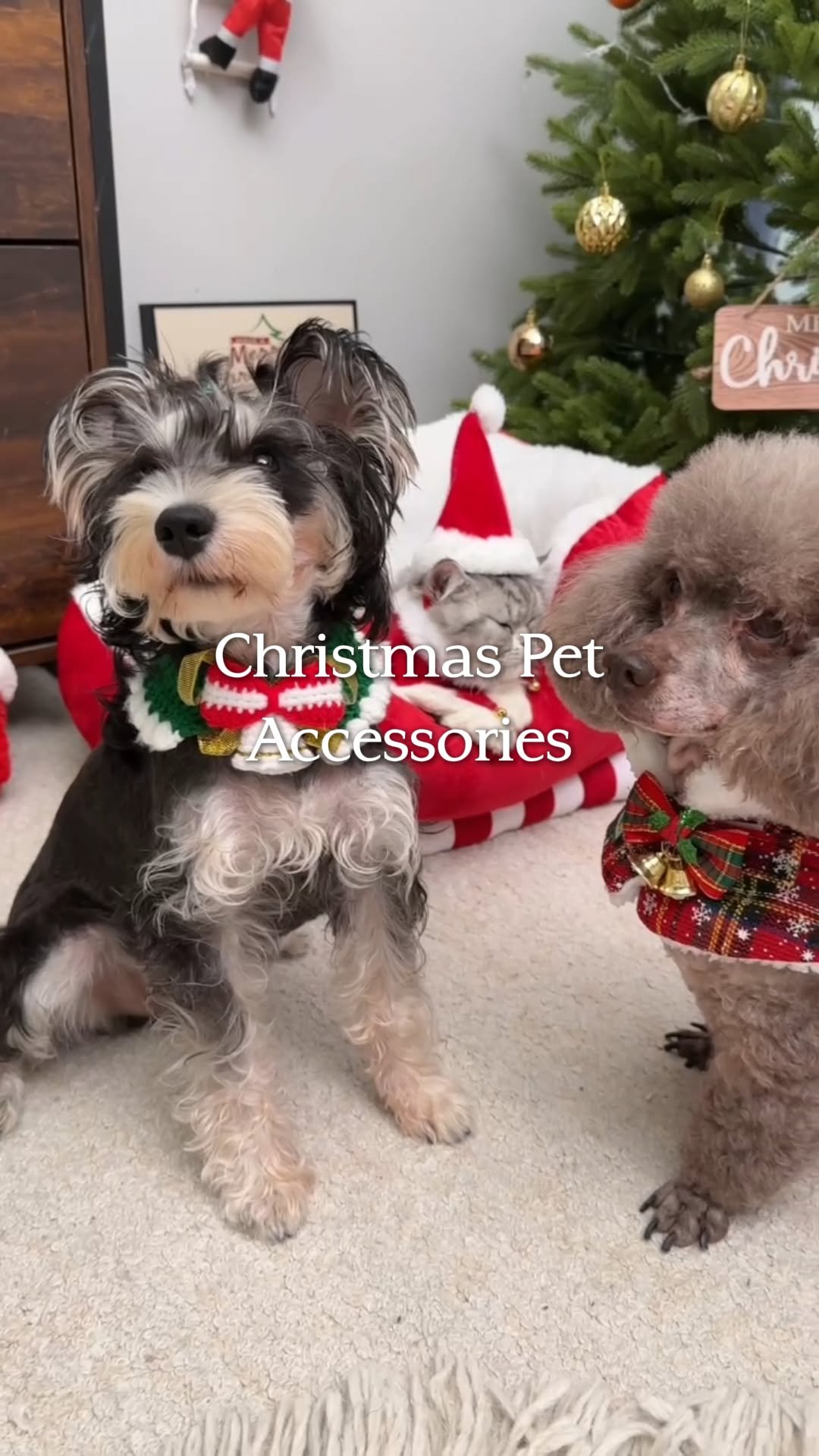 temu 게시물 이미지: Dress your pets for the holidays! 🐾🎅 From bow...