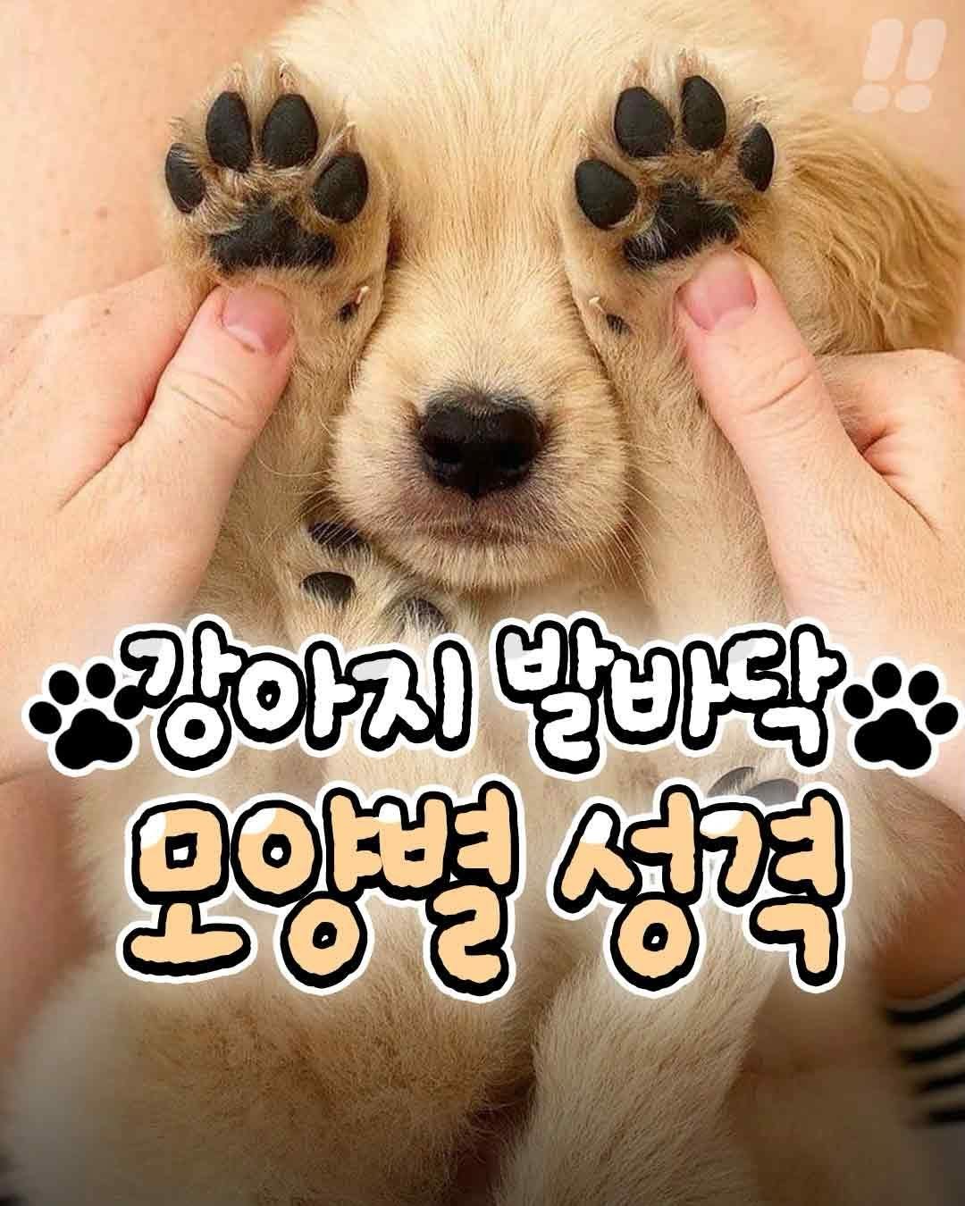 teongjang_kk 게시물 이미지: 강아지 발바닥 모양별 성격🐾

울 강쥐 발바닥 모양
확인해보자! ! 

@@강쥐...