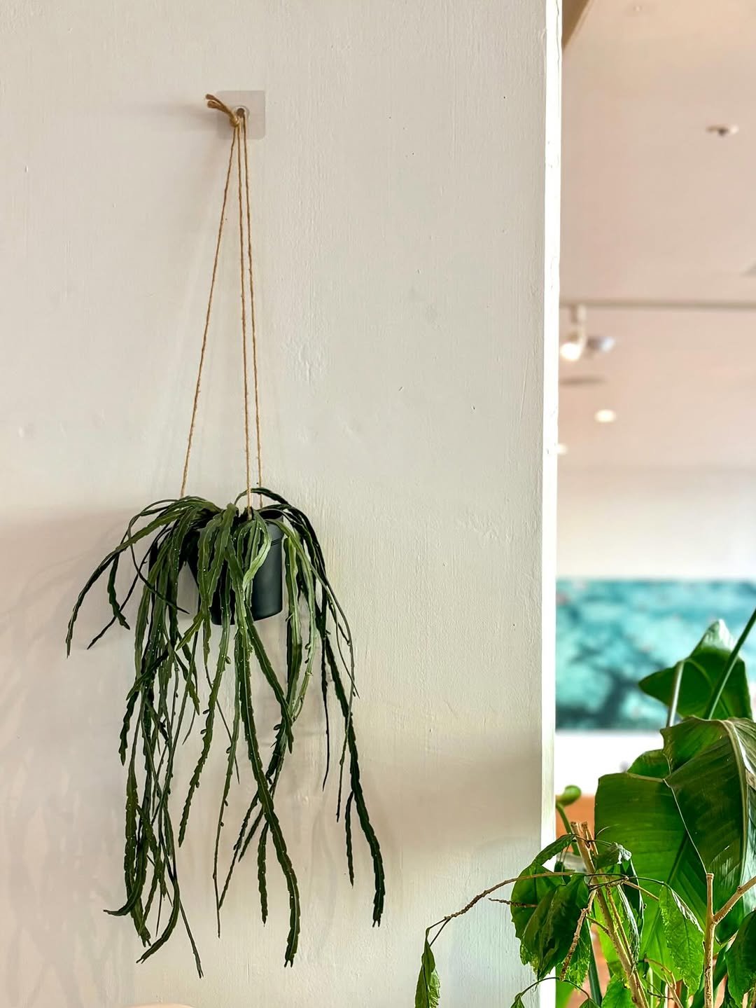 Photo shared by 송도 브런치 키친 테리토리 on February 17, 2026 tagging @vegetory_lab. May be an image of house plant, mistletoe cactus and text.