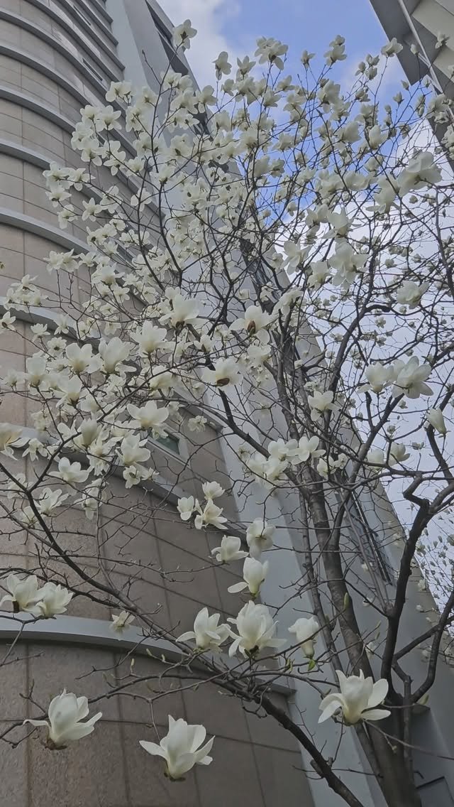 tesoro_no1 게시물 이미지: #목련

들쑥날쑥 날씨에
꽃 개화 순서도
마음대로.

1주일을 위한
1년의 버팀이...