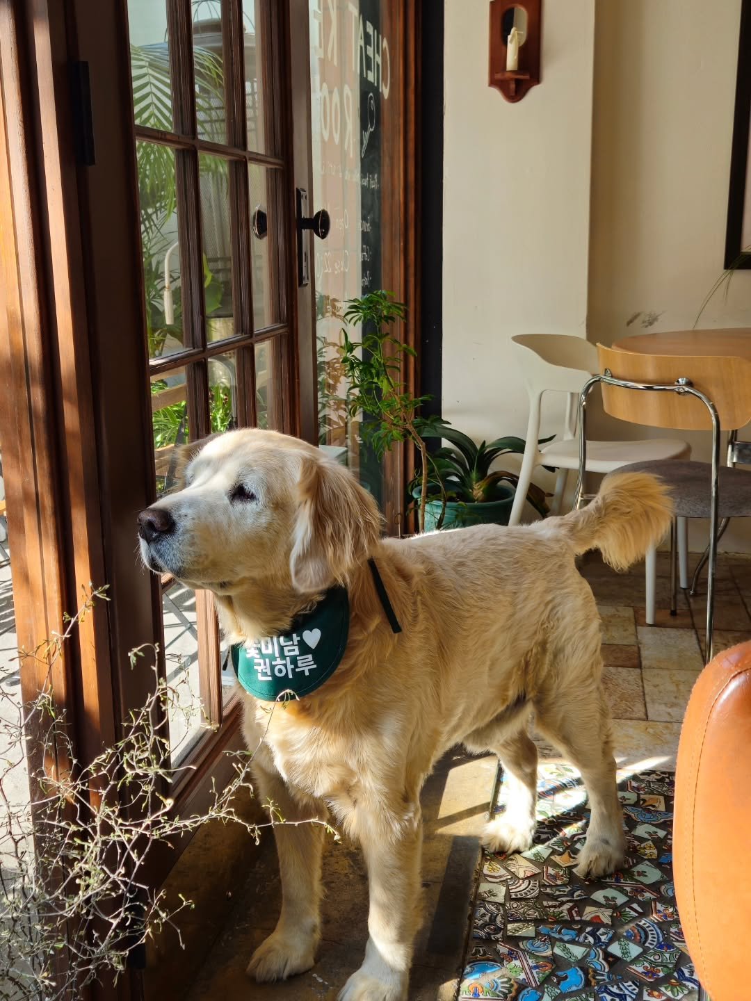 Photo by 취미부자 테소로의 독서기록 on November 06, 2025. May be an image of golden retriever, bandanna and text.