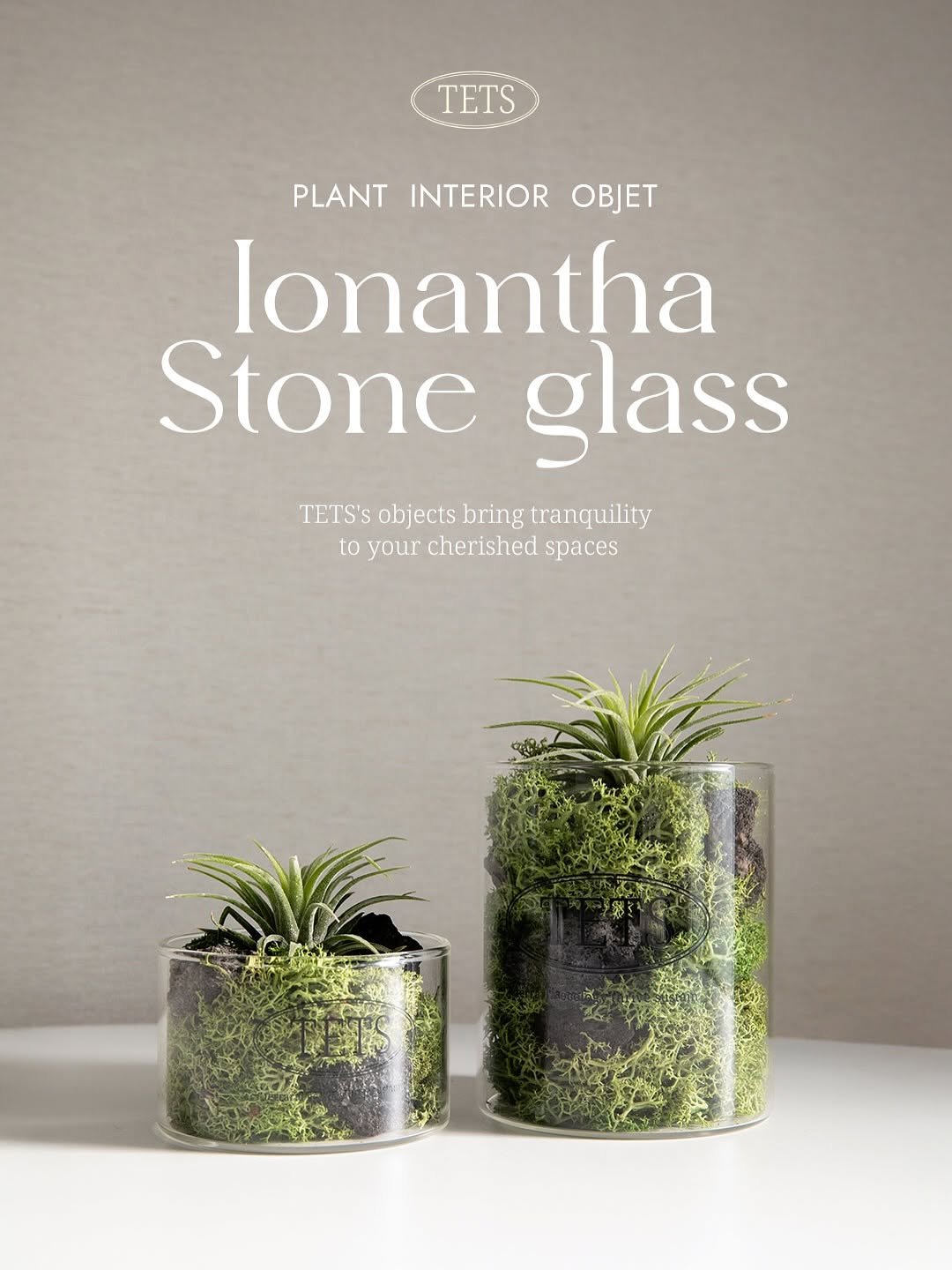 Photo by TETS 텟츠 on July 15, 2025. May be an image of house plant and mistletoe cactus.