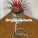 originalplants_kr 프로필 사진