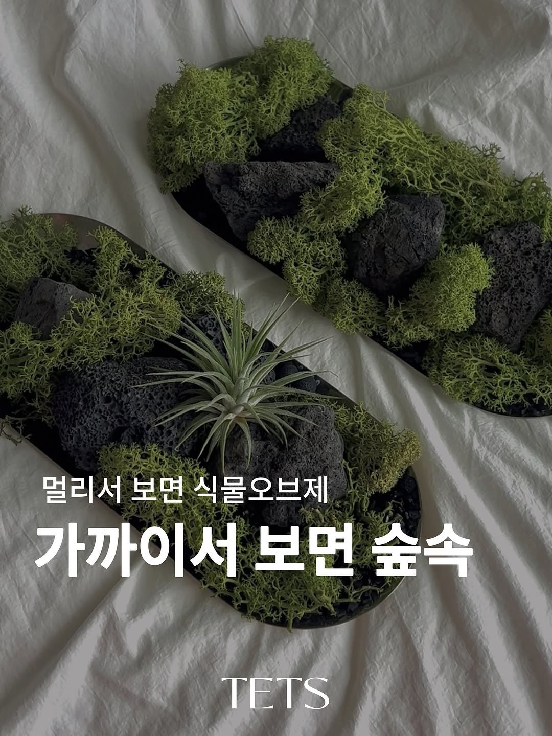Photo by TETS 텟츠 on October 18, 2025. May be an image of plant and text that says '멀리서 보면 식물오브제 가까이서 서 서보면숲속 보면 숲속 TETS'.