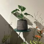 simsimfully 프로필 사진