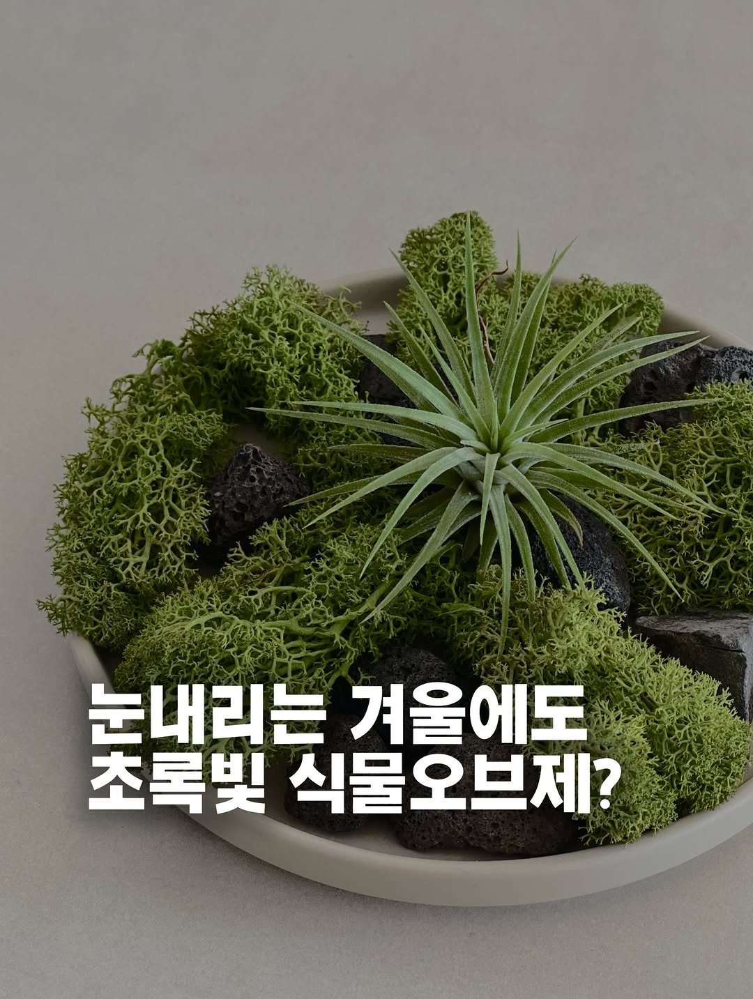 Photo by TETS 텟츠 on December 05, 2025. May be an image of house plant, plant and text that says '눈내리는 겨울에도 초록빛 식물오브제? 브제?'.