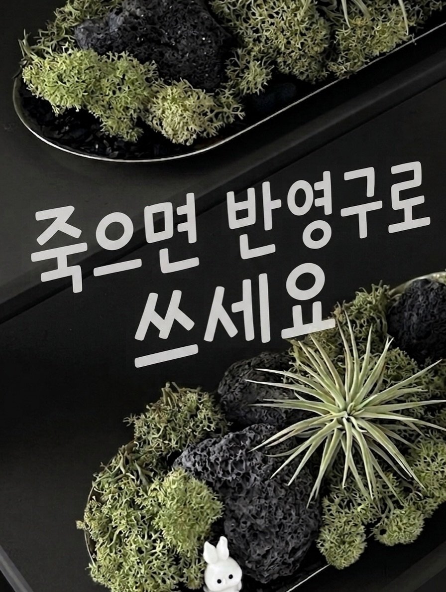 tets.terraria 게시물 이미지: 🌱식물오브제를 반영구로 쓰는 방법
텟츠 모스트레이는
틸란드시아 이오난사, 프리저브드...