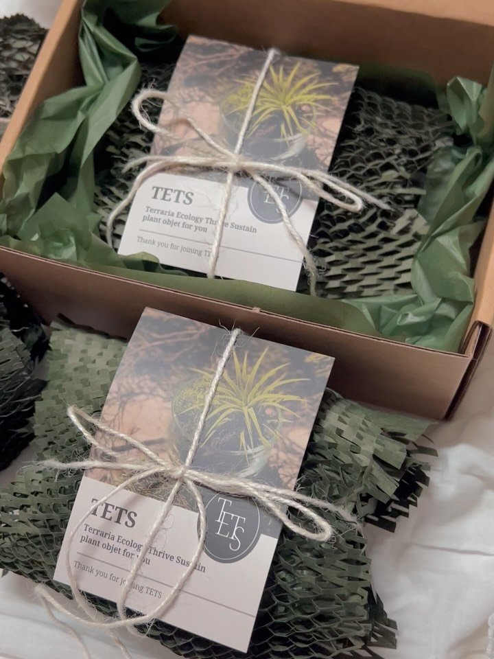 tets.terraria 게시물 이미지: 🌱선물할 일 있으세요? 텟츠로 오세요🌱

공기정화 식물 오브제 TETS
감각적인...