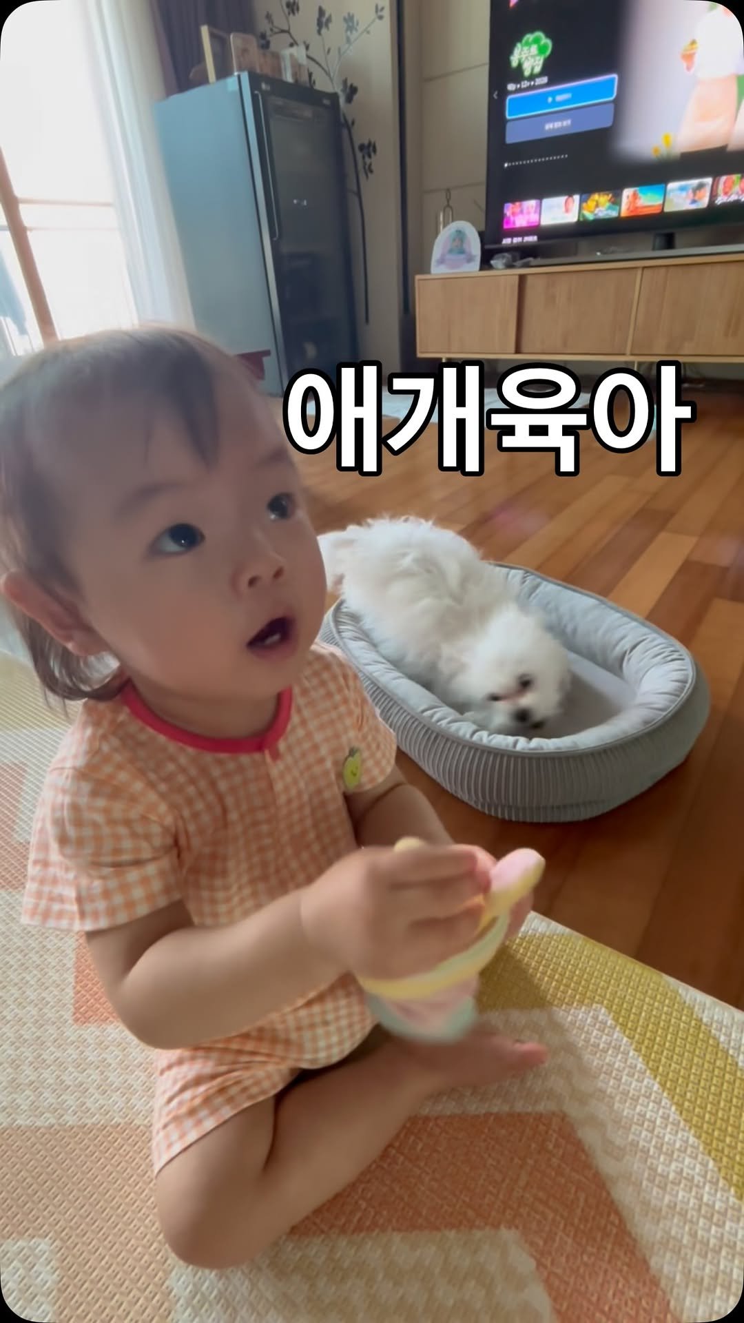 thank_u_girl 게시물 이미지: 애개육아 1일체험 👶🏻🐶‼️
둘 다 애기라 그런지 서로 관심없고 그냥 어른들만 바빴다.