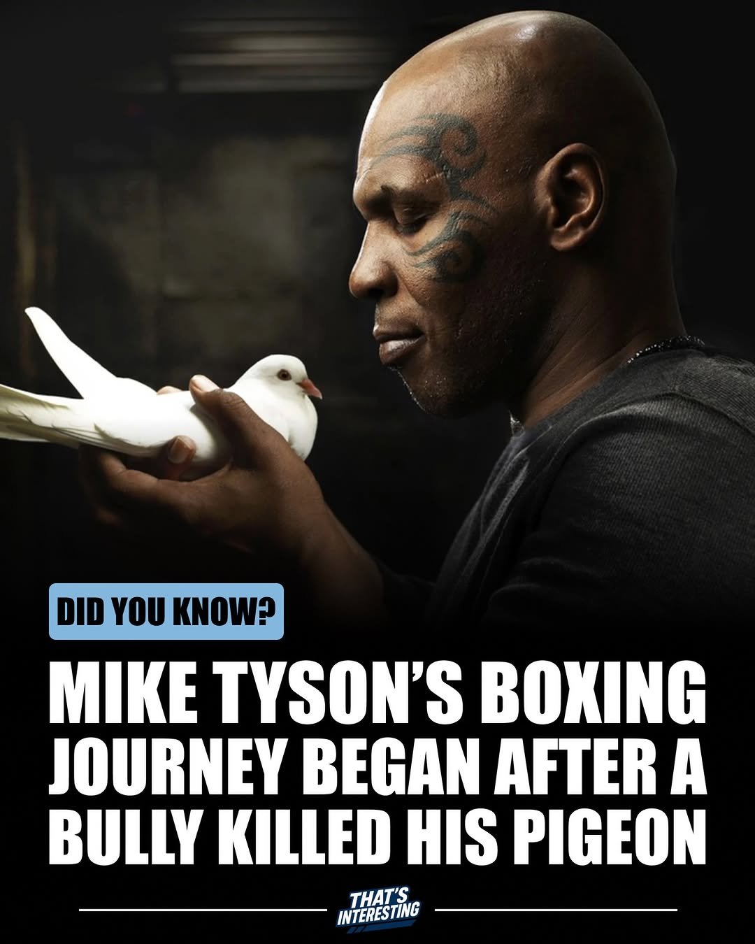 Photo by That's Interesting on January 16, 2026. May be an image of text that says 'DID YOU KNOW? KNOW? MIKE TYSON'S BOXING JOURNEY BEGAN AFTER A BULLY KILLED HIS PIGEON THAT'S INTERESTING'.
