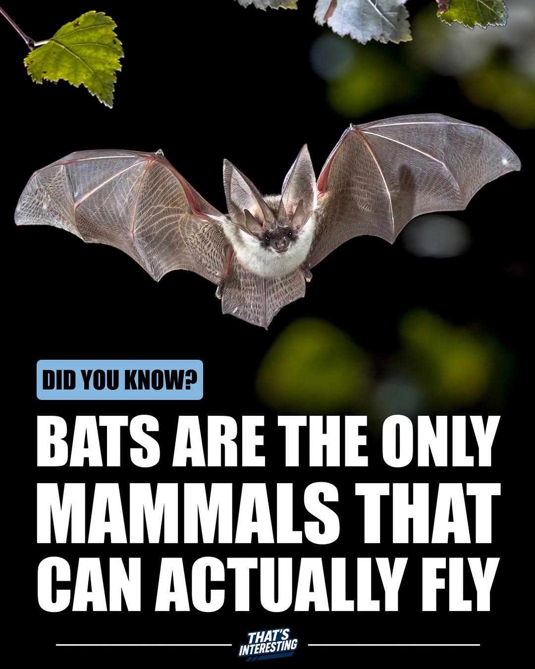 Photo by That's Interesting on January 15, 2026. May be an image of bat and text that says 'DID YOU KNOW? BATS ARE THE ONLY MAMMALS THAT CAN ACTUALLY FLY THAT'S INTERESTING'.