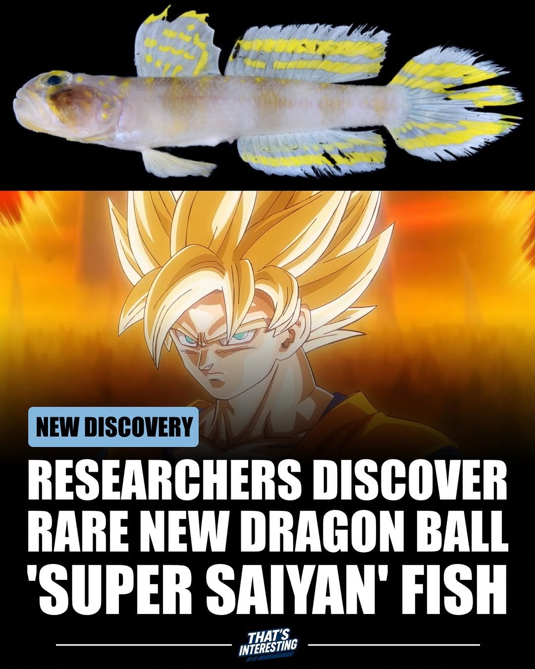 Photo by That's Interesting on December 01, 2025. May be an image of guppy and text that says 'NEW DISCOVERY RESEARCHERS DISCOVER RARE NEW DRAGON BALL 'SUPER SAIYAN' FISH THAT'S INTERESTING'.