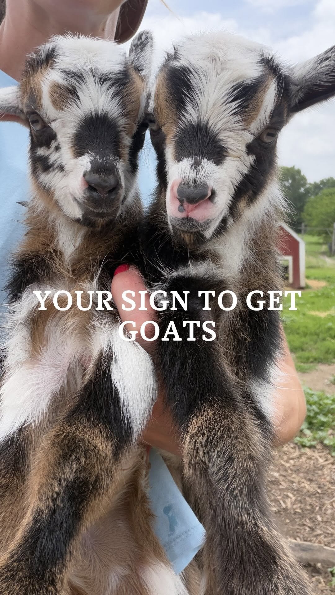 the_frenchiefarm 게시물 이미지: Take this as your sign to get goats, and let...