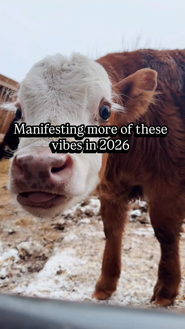 the_frenchiefarm 게시물 이미지: More of this, less stress + anxiety in 2026...