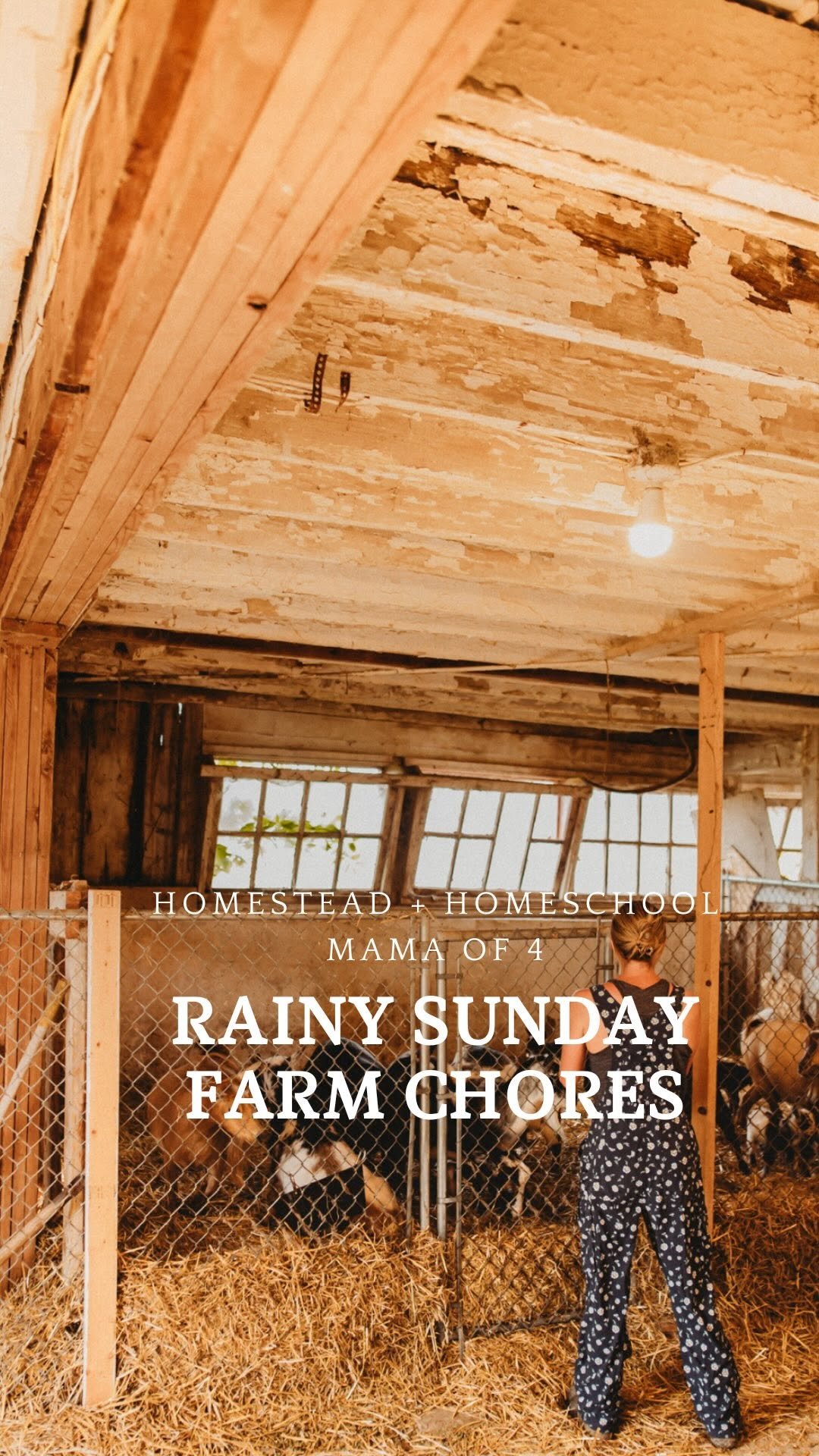 the_frenchiefarm 게시물 이미지: A Sunday filled with rainy chores, milking...
