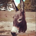 bocephus_the_donkey 프로필 사진