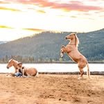 wildheartsequestrian 프로필 사진